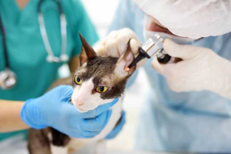 Medicina Preventiva para Gatos Diamante D’Oeste - Medicina Preventiva para Pets