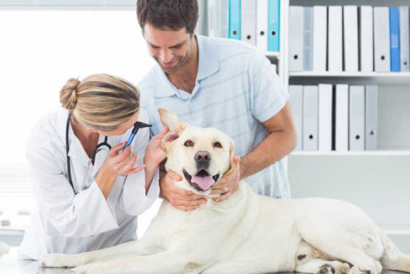 Medicina Preventiva para Pets Clínica Santos Dumont - Medicina Preventiva para Cães