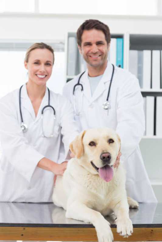 Medicina Preventiva para Pets Capitão Leônidas Marques - Medicina Preventiva para Cães