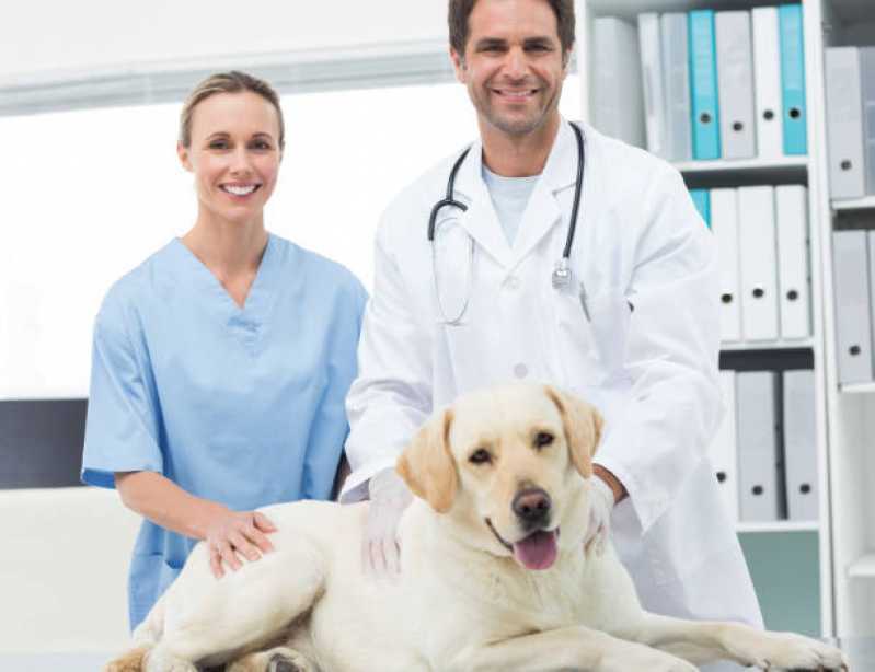 Nefrologia Animal Agendar Quatro Pontes - Nefrologia para Cachorro de Pequeno Porte
