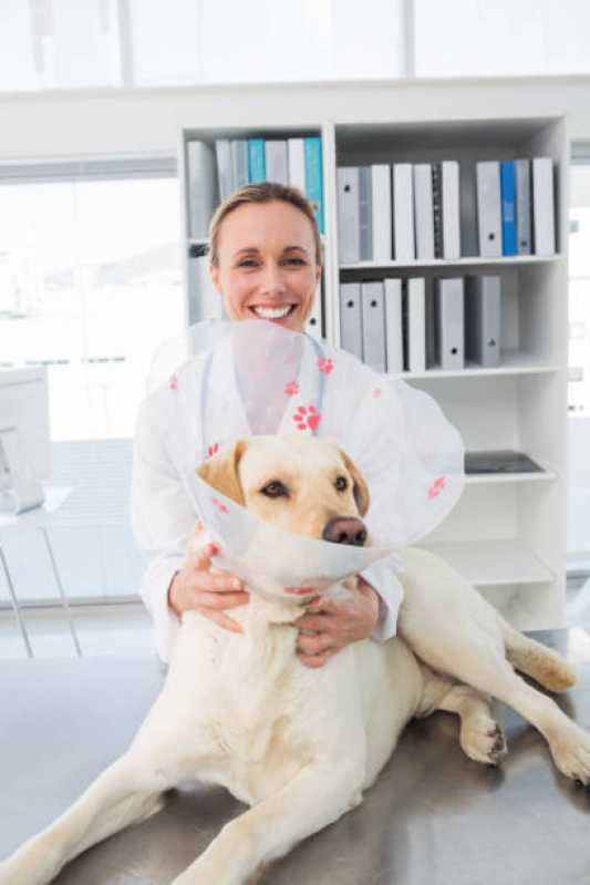 Nefrologia Animal Centro de Toledo - Nefrologia para Cachorro de Pequeno Porte