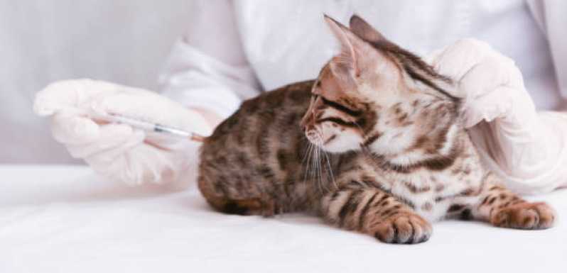 Nefrologia para Animais de Médio Porte Centro de Toledo - Nefrologia para Gatos