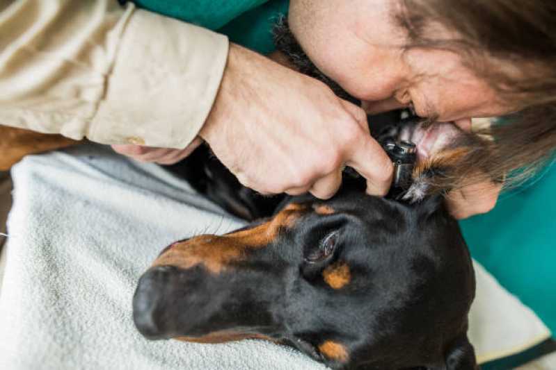 Nefrologia para Animais de Pequeno Porte Nova Santa Rosa - Nefrologia para Cães de Grande Porte