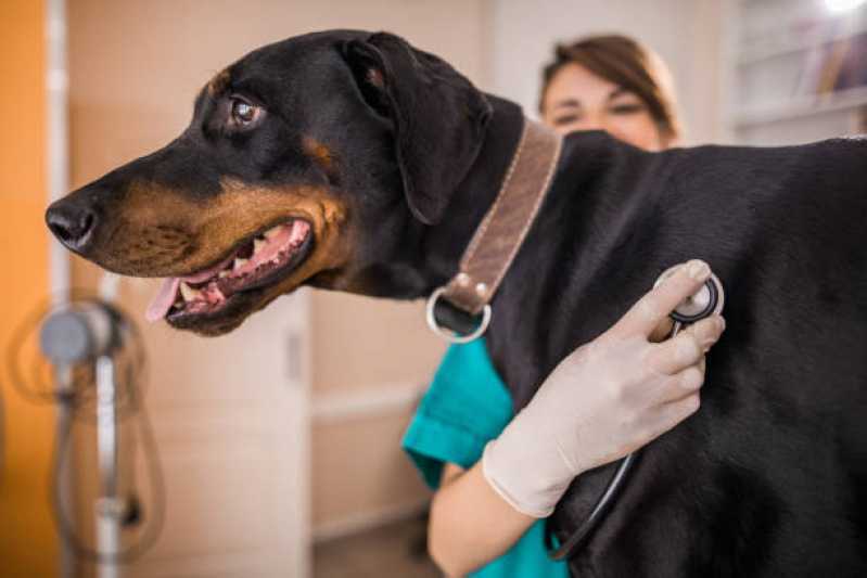 Nefrologia para Cães de Médio Porte Santa Felicidade - Nefrologia para Animais de Pequeno Porte