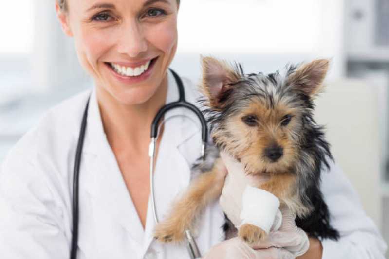 Nefrologia para Cães e Gatos Agendar Vera Cruz do Oeste - Nefrologia para Animais de Pequeno Porte