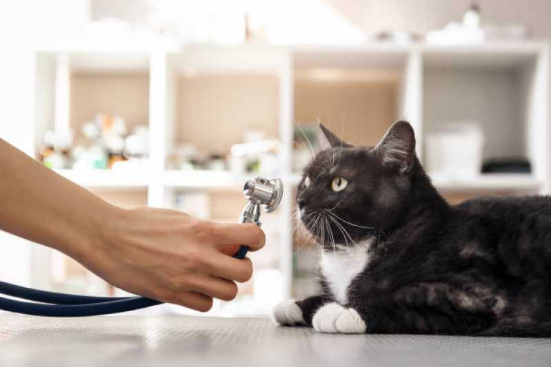 Nefrologia para Gatos Tupãssi - Nefrologia para Animais de Médio Porte