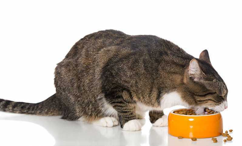Nutrição Parenteral Veterinária Agendar Tupãssi - Nutrição Veterinária para Gatos e Cachorros
