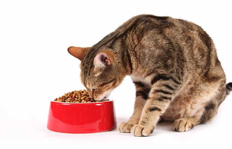 Nutrição Parenteral Veterinária Matelândia - Nutrição Veterinária para Gatos
