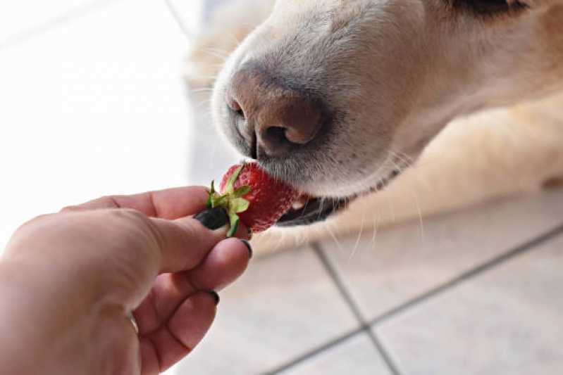 Nutrição Veterinária Animal Pinheirinho - Nutrição Veterinária para Gatos e Cachorros