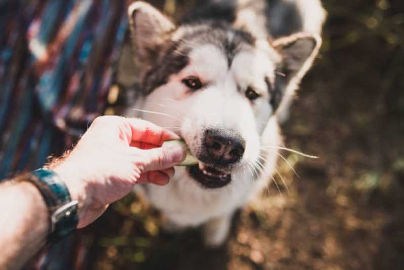 Nutrição Veterinária Canina Santa Felicidade - Nutrição Veterinária para Pequenos Animais