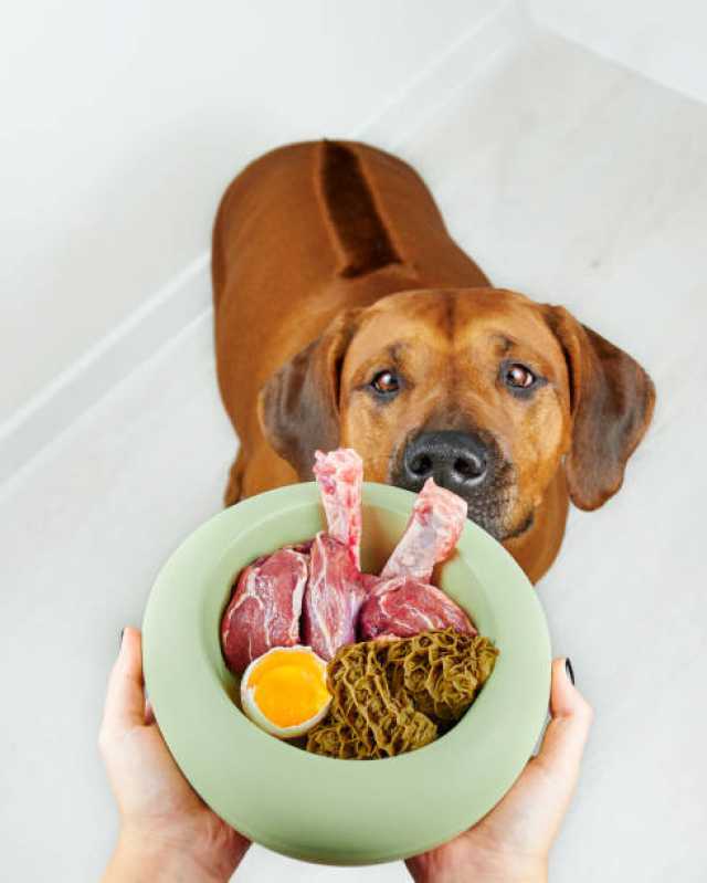 Nutrição Veterinária para Cachorro Marcar Assis - Nutrição Veterinária Animal