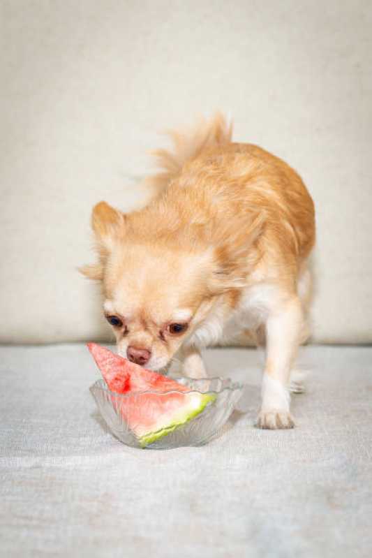 Nutrição Veterinária para Pequenos Animais Ibema - Nutrição Veterinária Canina