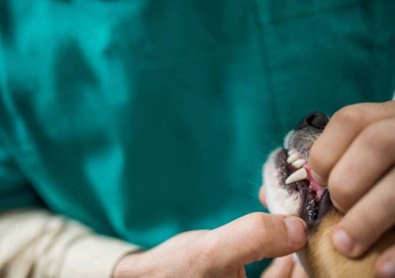 Odontologia Cachorro Marcar Cancelli - Odontologia para Cachorro