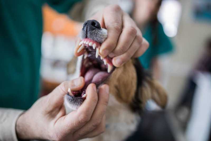 Odontologia Cachorro Santo Onofre - Dentista Gato
