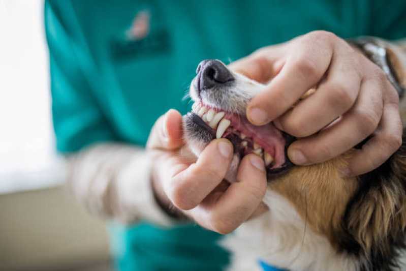 Odontologia para Cachorro Marcar Medianeira - Odonto para Cachorro