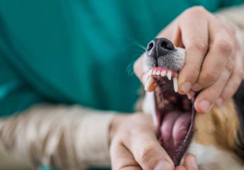 Odontologia para Cachorro Pioneiros Catarinenses - Odontologia para Cachorro Cascavel