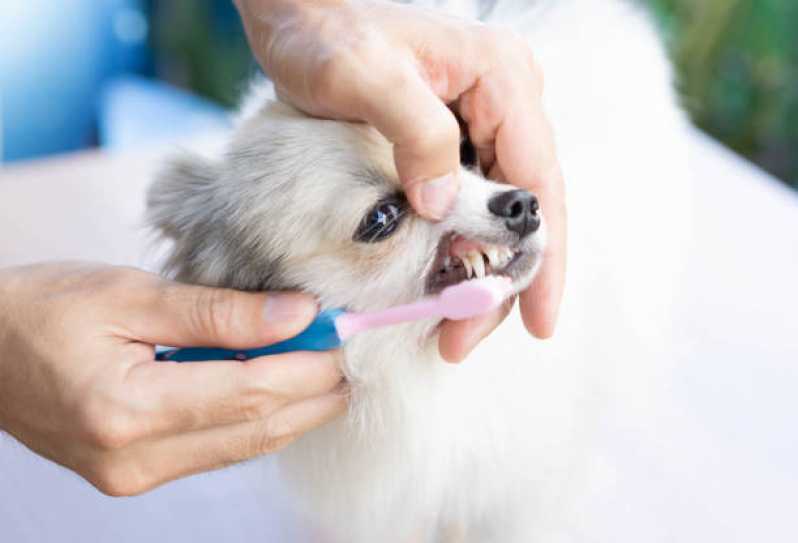 Odontologia para Cães e Gatos Marcar Ramilândia - Odonto para Cachorro