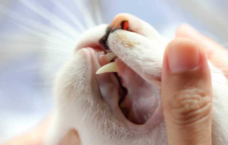 Odontologia para Gatos Marcar Jardim Cassandra - Odontologia para Pets