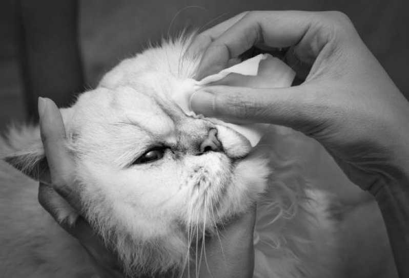 Oftalmologia em Pequenos Animais Quatro Pontes - Oftalmologista para Gatos