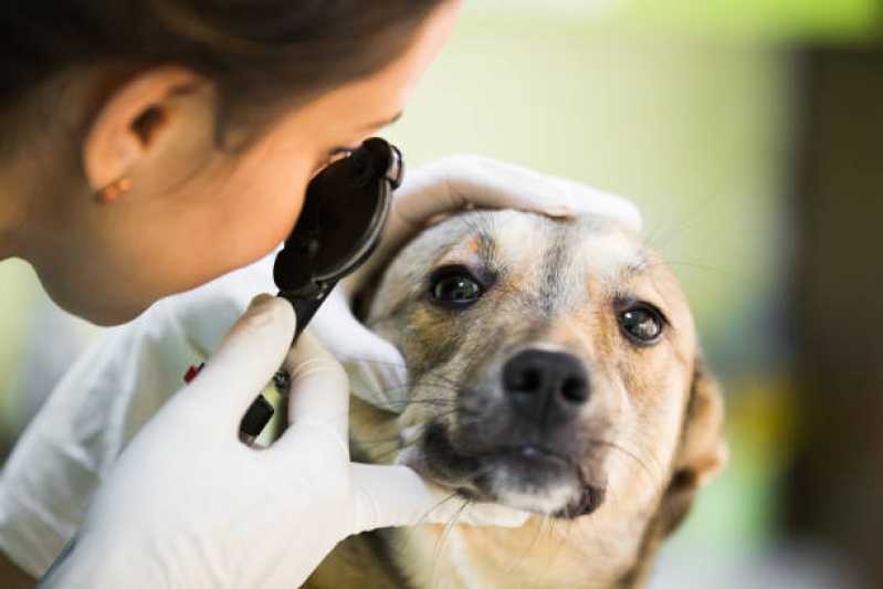 Oftalmologista Canino XIV De Novembro - Oftalmologia em Pequenos Animais