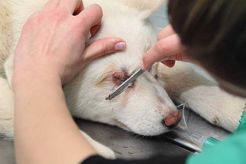 Oftalmologista para Cães e Gatos Santa Cruz - Oftalmologia em Pequenos Animais