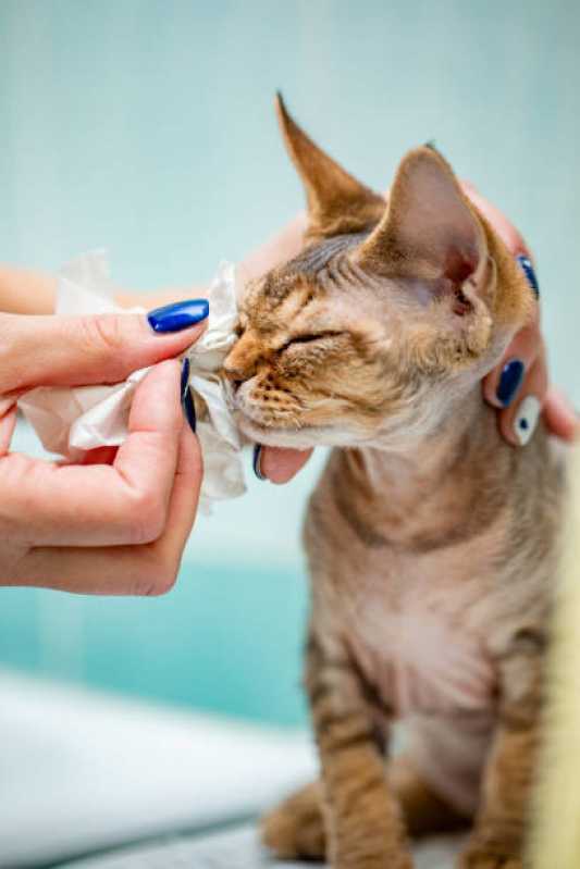 Oftalmologista para Gatos Telefone Vila Operária - Oftalmologia em Pequenos Animais