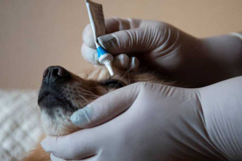 Oftalmologista Veterinário 24 Horas Corbélia - Oftalmologista para Cães