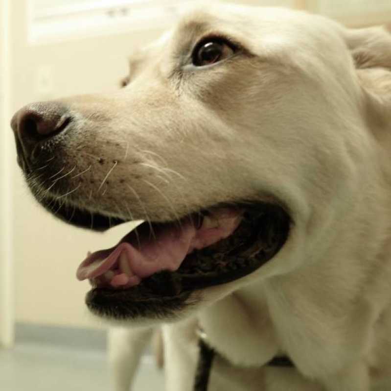 Oncologia Cães de Grande Porte Clínica São Cristóvão - Oncologia para Cachorro Toledo