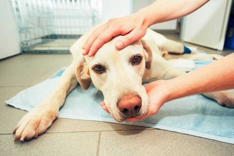 Oncologia Cães de Grande Porte Iguatu - Oncologia para Cachorro Toledo
