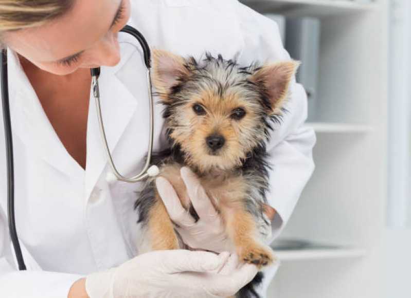 Oncologia de Cachorro Clínica São Francisco - Oncologia para Cachorro de Pequeno Porte