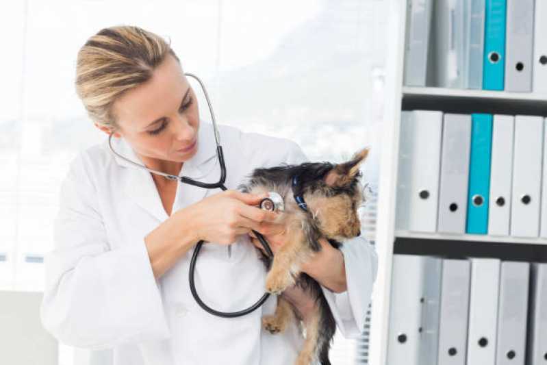 Oncologia de Cachorro Campo Bonito - Oncologia para Cachorro Toledo