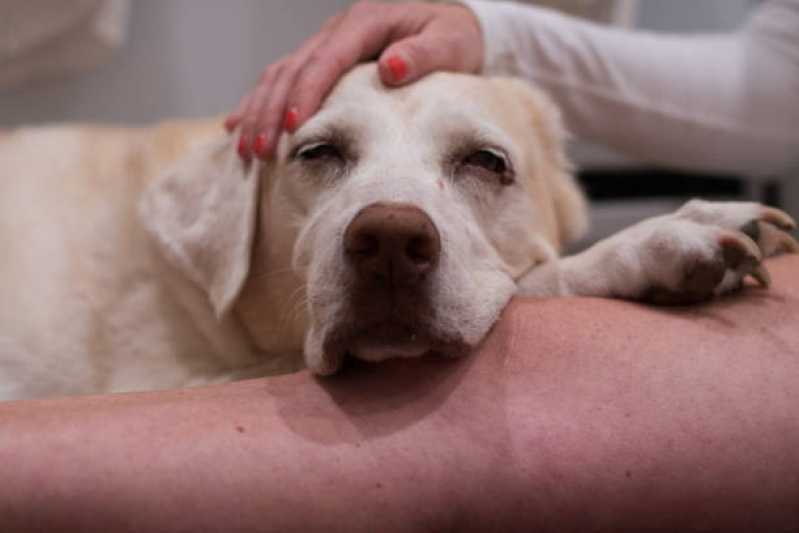 Oncologia para Animais Céu Azul - Oncologia para Cachorro Cascavel