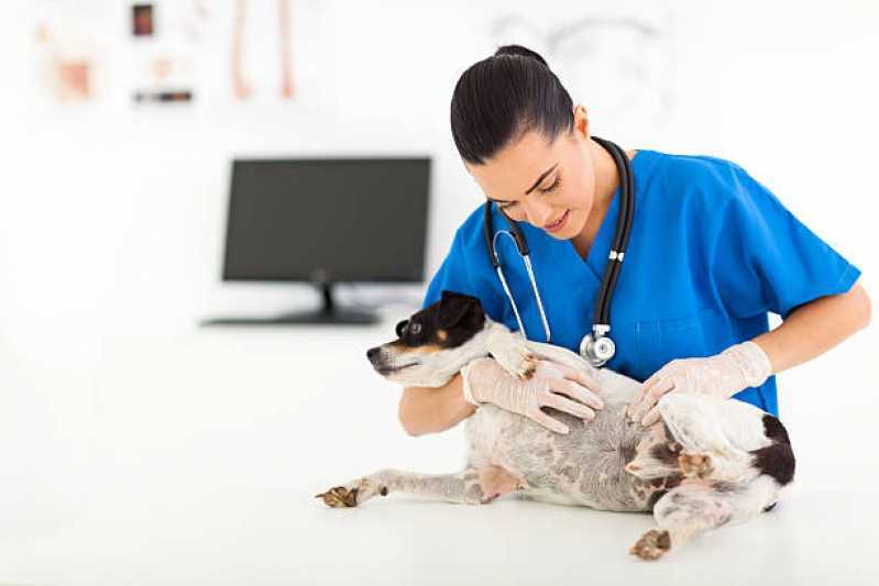 Oncologia para Cachorros Clínica Vila Becker - Oncologia para Cachorro Toledo