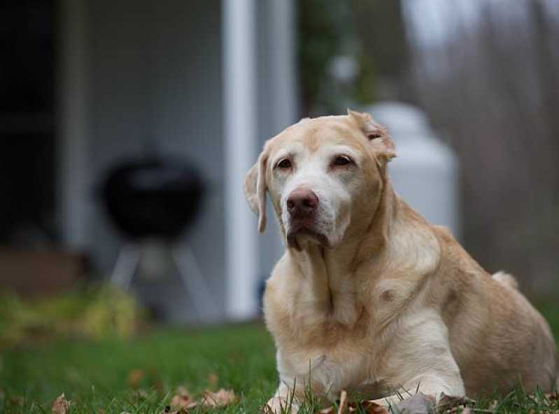 Oncologia para Cães e Gatos Clínica Jardim Bressan - Oncologia para Cachorro Cascavel