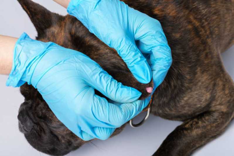 Oncologia para Cães Vila Industrial - Oncologia para Cachorro Toledo