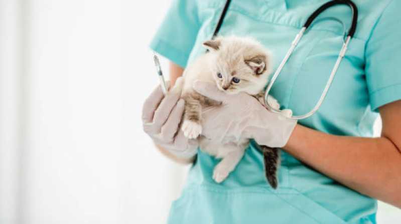 Onde Agendar Consulta para Animais Vila Industrial - Consulta Veterinária para Gatos