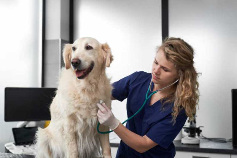 Onde Agendar Consulta para Cachorro Região do Lago - Consulta Veterinária para Animais de Estimação