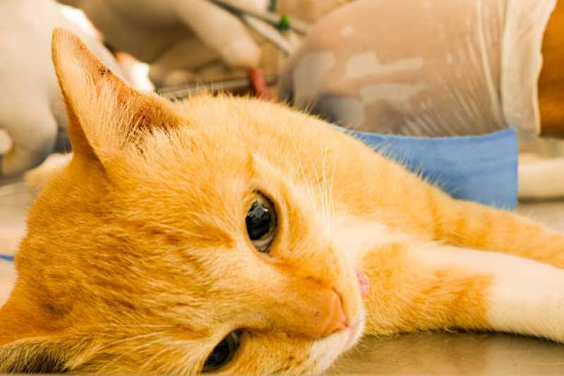 Onde Agendar Consulta Veterinária de Gatos Cascavel - Consulta Veterinária para Animais