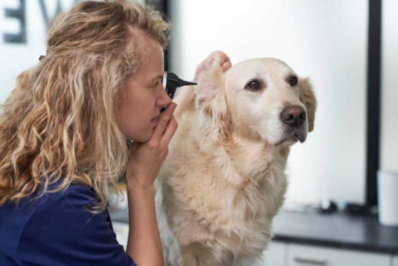 Onde Agendar Consulta Veterinária para Cachorros Santo Onofre - Consulta Veterinária para Animais de Estimação
