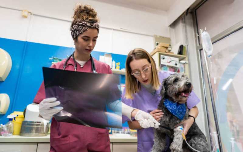 Onde Agendar Exame de Endoscopia para Animais Catanduvas - Exame de Radiologia para Animais