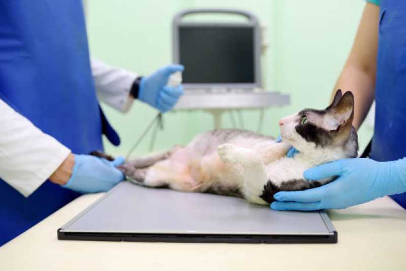 Onde Agendar Exame de Ultrassonografia para Cães Universitário - Exame de Endoscopia para Animais