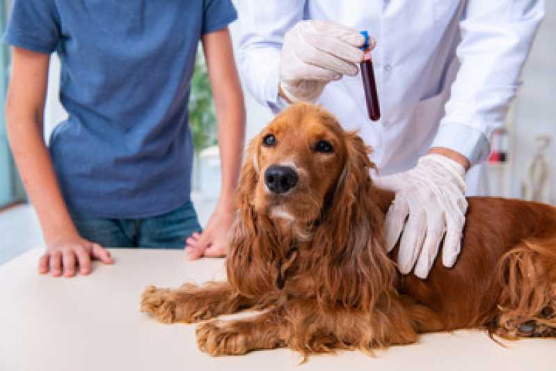 Onde Agendar Exames Microbiologia para Animais Medianeira - Exames de Hematologia para Animais