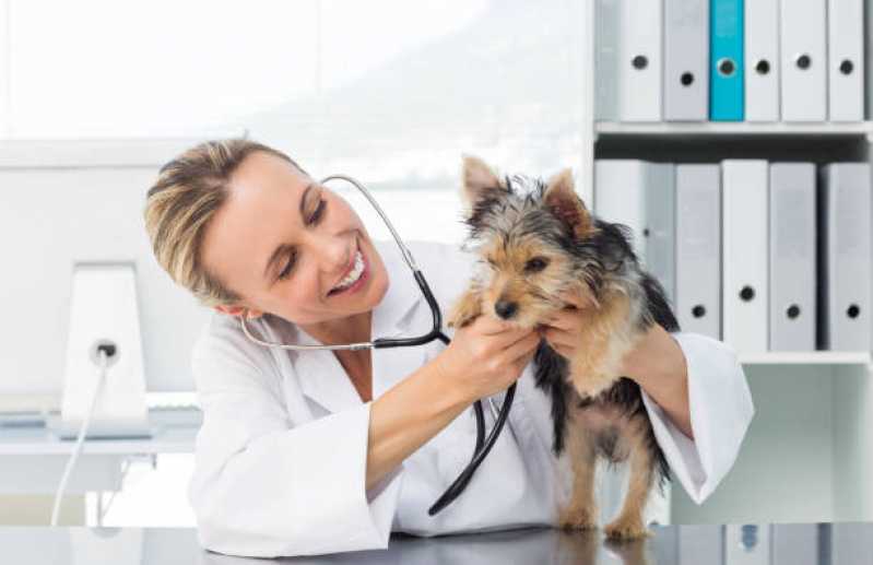 Onde Agendar Nefrologia para Animais de Médio Porte Cataratas - Nefrologia para Cachorro