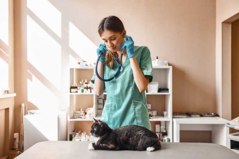 Onde Agendar Nefrologia para Gatos Periolo - Nefrologia para Animais de Pequeno Porte