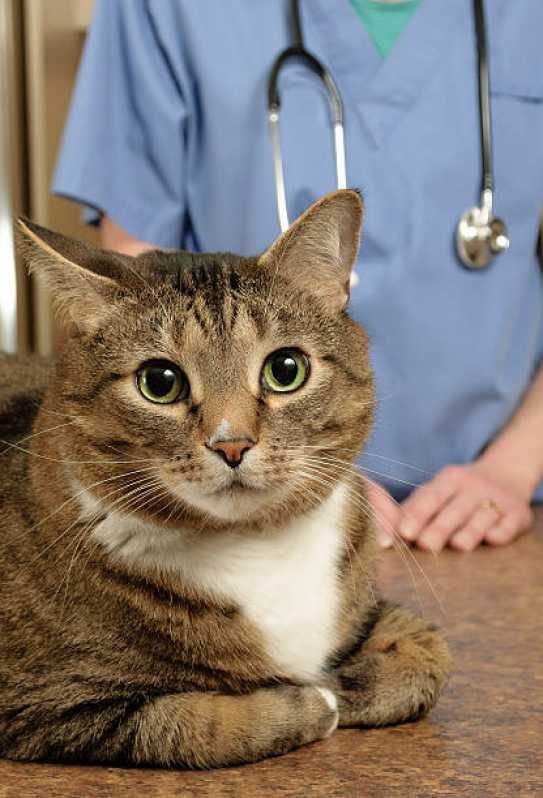 Onde Encontrar Cardiologista Animal Maria Luiza - Eletrocardiograma em Cães e Gatos