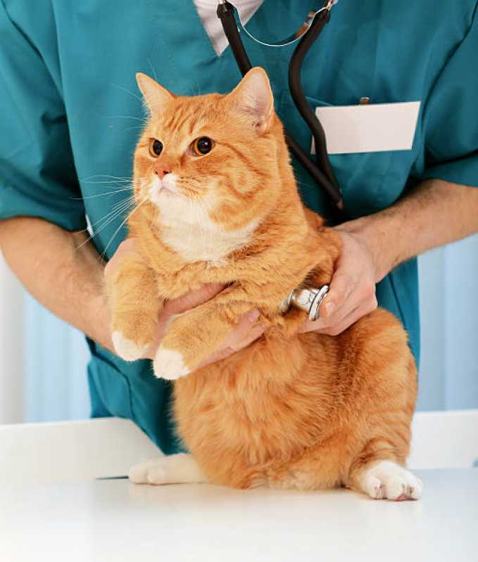 Onde Encontrar Cardiologista de Animais Linha São Francisco - Cardiologista para Cães e Gatos