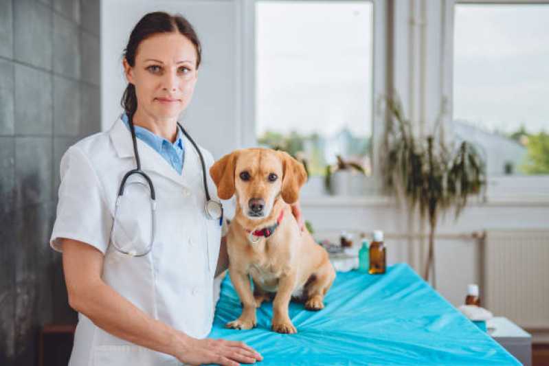 Onde Encontrar Cardiologista de Cachorro Ubiratã - Cardiologista de Pet