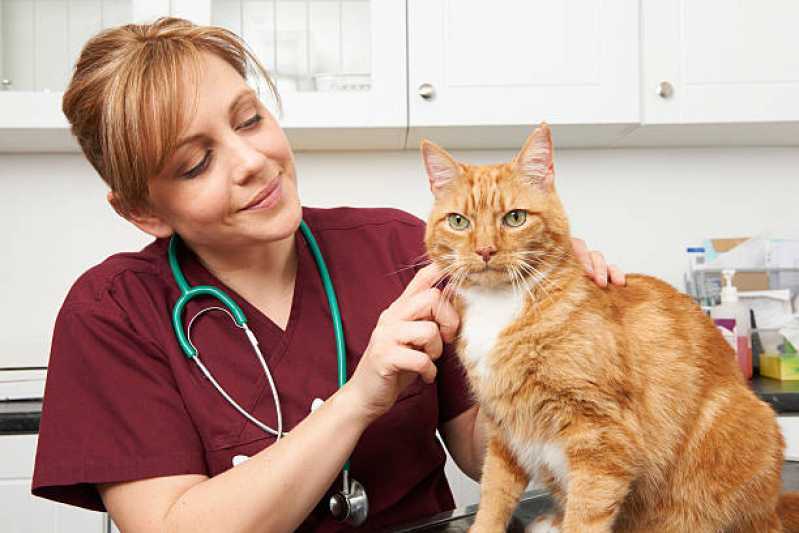 Onde Encontrar Cardiologista de Cães e Gatos Linha São Francisco - Eletrocardiograma em Cães e Gatos
