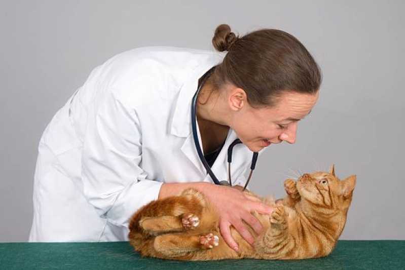 Onde Encontrar Cardiologista de Pet Santo Onofre - Cardiologista para Animais