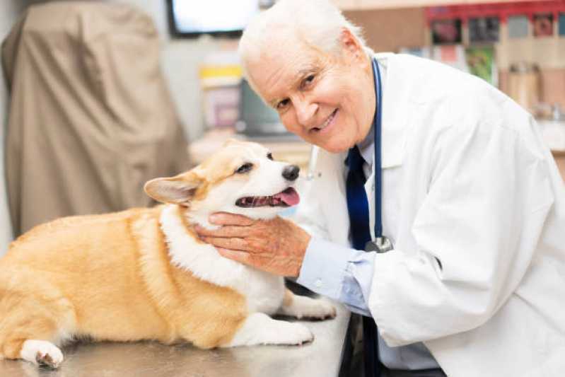 Onde Encontrar Cardiologista para Animais Centro Industrial Meinolfo H Heiss - Cardiologista para Cachorro